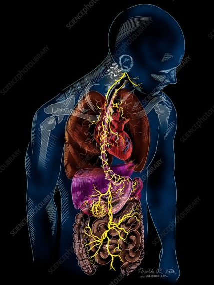 Vagus nerve anatomy, illustration